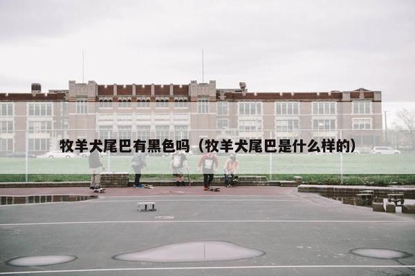 牧羊犬尾巴有黑色吗（牧羊犬尾巴是什么样的）