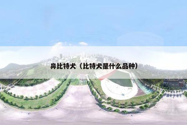 鼻比特犬（比特犬是什么品种）