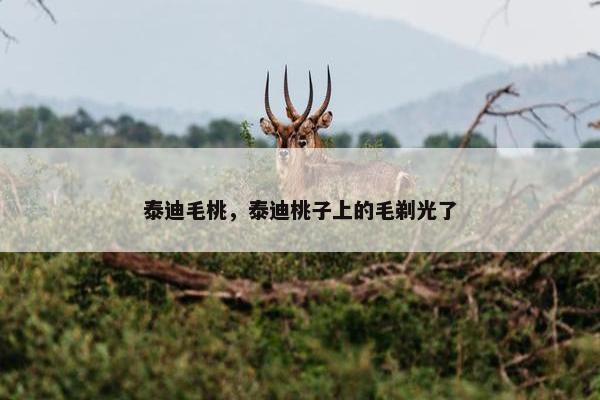 泰迪毛桃，泰迪桃子上的毛剃光了