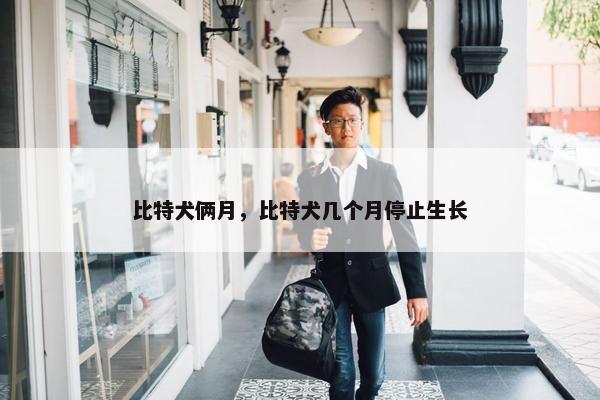比特犬俩月，比特犬几个月停止生长