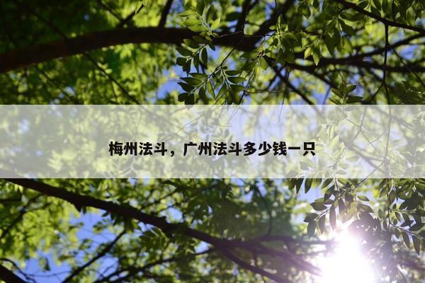 梅州法斗，广州法斗多少钱一只