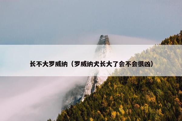 长不大罗威纳（罗威纳犬长大了会不会很凶）