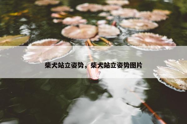 柴犬站立姿势，柴犬站立姿势图片