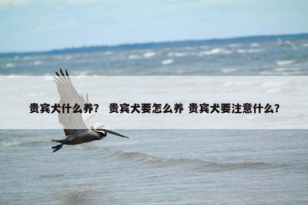 贵宾犬什么养？ 贵宾犬要怎么养 贵宾犬要注意什么？