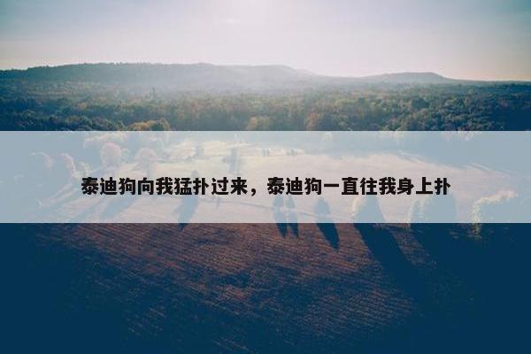 泰迪狗向我猛扑过来，泰迪狗一直往我身上扑