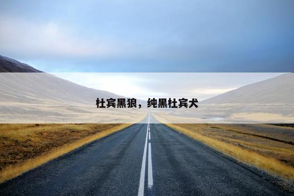 杜宾黑狼，纯黑杜宾犬