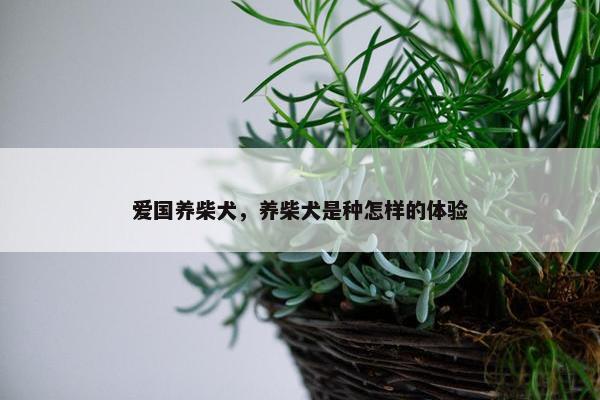 爱国养柴犬，养柴犬是种怎样的体验