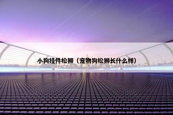 小狗挂件松狮（宠物狗松狮长什么样）