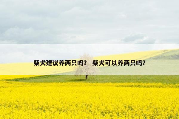 柴犬建议养两只吗？ 柴犬可以养两只吗？