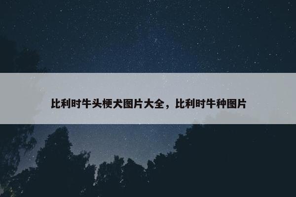 比利时牛头梗犬图片大全，比利时牛种图片