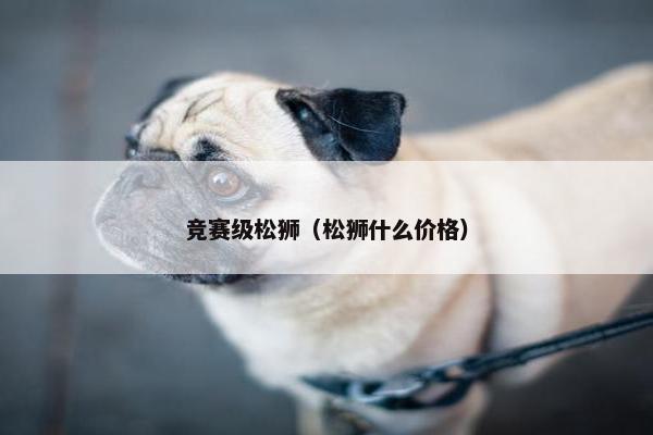 竞赛级松狮（松狮什么价格）