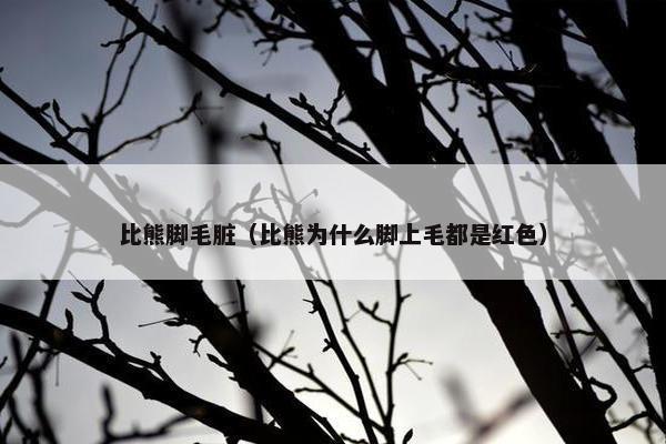 比熊脚毛脏（比熊为什么脚上毛都是红色）