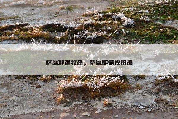 萨摩耶德牧串，萨摩耶德牧串串