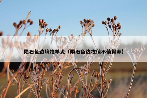 陨石色边境牧羊犬（陨石色边牧值不值得养）