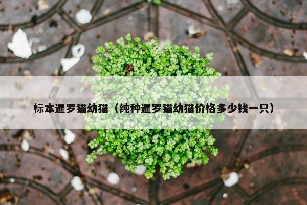 标本暹罗猫幼猫（纯种暹罗猫幼猫价格多少钱一只）