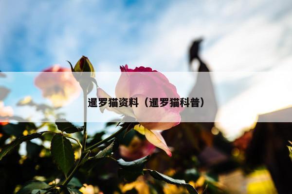 暹罗猫资料（暹罗猫科普）