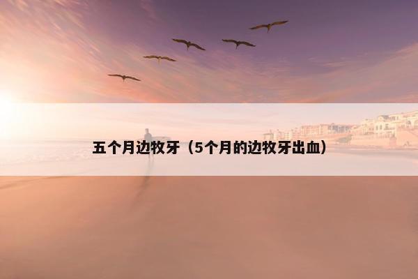 五个月边牧牙（5个月的边牧牙出血）