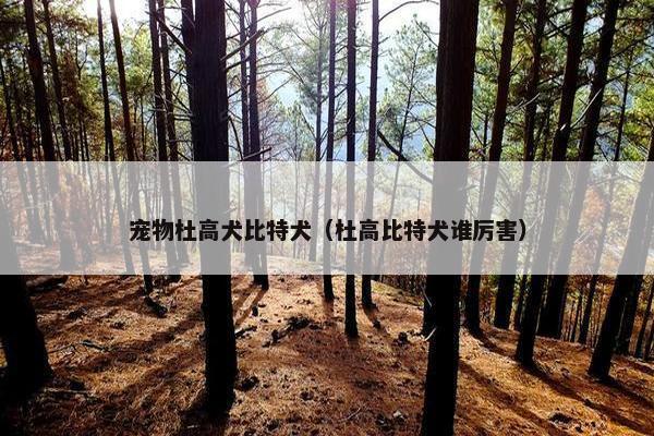 宠物杜高犬比特犬（杜高比特犬谁厉害）