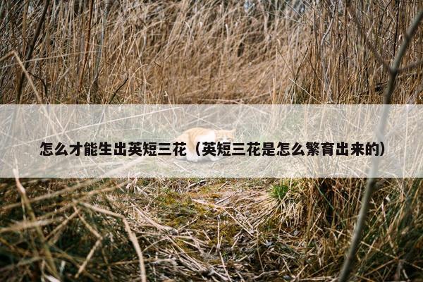 怎么才能生出英短三花（英短三花是怎么繁育出来的）