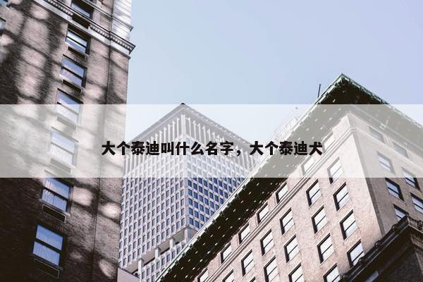 大个泰迪叫什么名字，大个泰迪犬