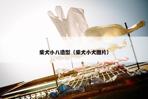 柴犬小八造型（柴犬小犬图片）