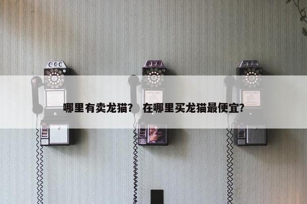 哪里有卖龙猫？ 在哪里买龙猫最便宜？