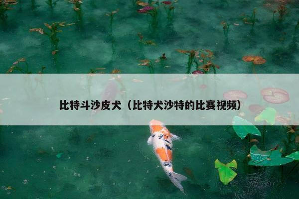比特斗沙皮犬（比特犬沙特的比赛视频）