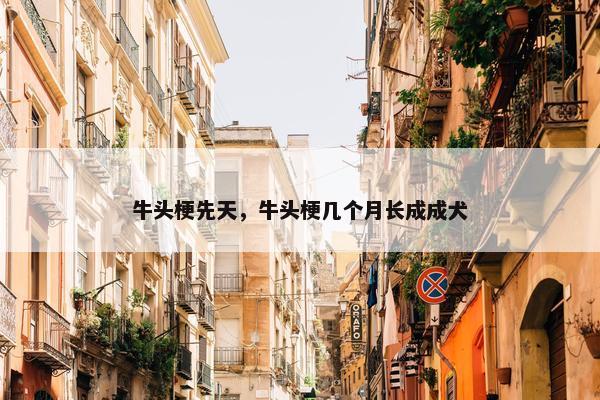 牛头梗先天，牛头梗几个月长成成犬