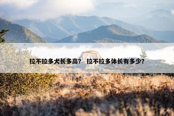 拉不拉多犬长多高？ 拉不拉多体长有多少？