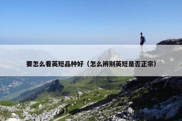 要怎么看英短品种好（怎么辨别英短是否正宗）