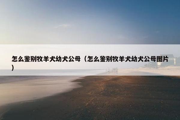 怎么鉴别牧羊犬幼犬公母（怎么鉴别牧羊犬幼犬公母图片）