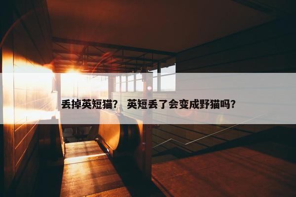 丢掉英短猫？ 英短丢了会变成野猫吗？