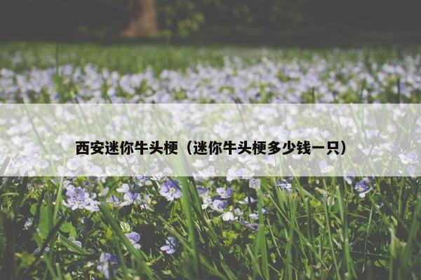西安迷你牛头梗（迷你牛头梗多少钱一只）