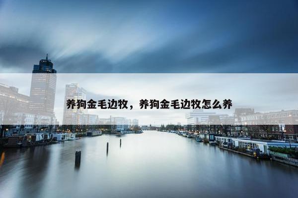 养狗金毛边牧，养狗金毛边牧怎么养