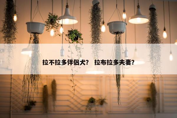 拉不拉多伴侣犬？ 拉布拉多夫妻？