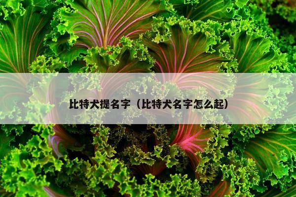 比特犬提名字（比特犬名字怎么起）
