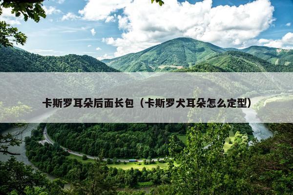 卡斯罗耳朵后面长包（卡斯罗犬耳朵怎么定型）