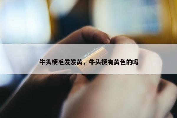 牛头梗毛发发黄，牛头梗有黄色的吗