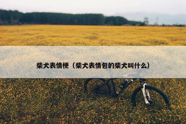 柴犬表情梗（柴犬表情包的柴犬叫什么）