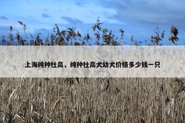 上海纯种杜高，纯种杜高犬幼犬价格多少钱一只