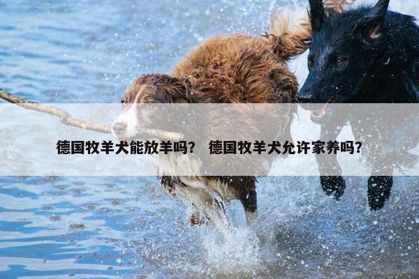 德国牧羊犬能放羊吗？ 德国牧羊犬允许家养吗？