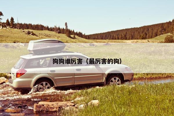 狗狗谁厉害（最厉害的狗）