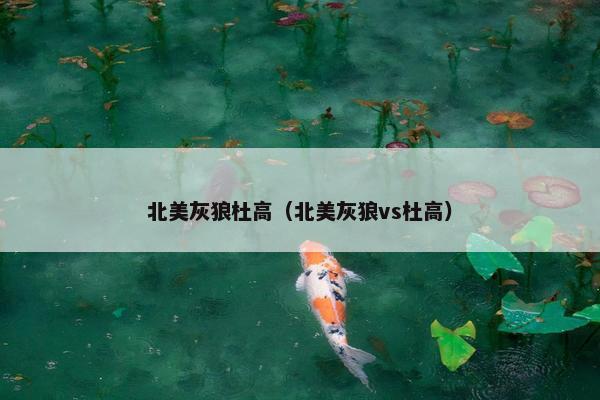 北美灰狼杜高（北美灰狼vs杜高）