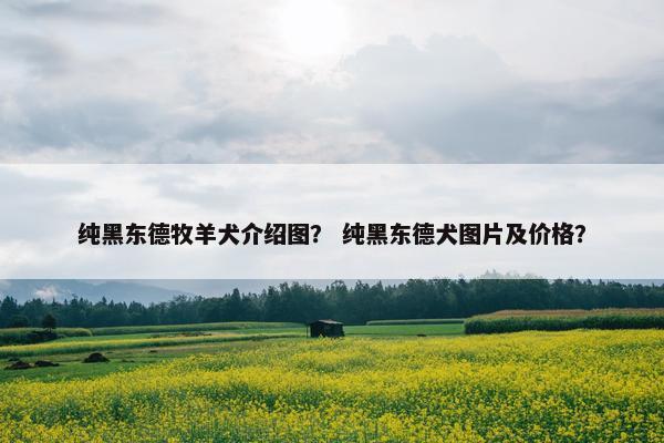 纯黑东德牧羊犬介绍图？ 纯黑东德犬图片及价格？