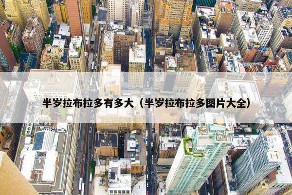半岁拉布拉多有多大（半岁拉布拉多图片大全）