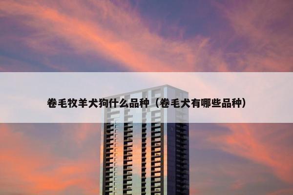 卷毛牧羊犬狗什么品种（卷毛犬有哪些品种）