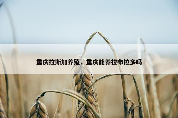 重庆拉斯加养殖，重庆能养拉布拉多吗
