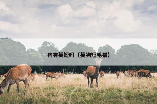狗有英短吗（英狗短毛猫）