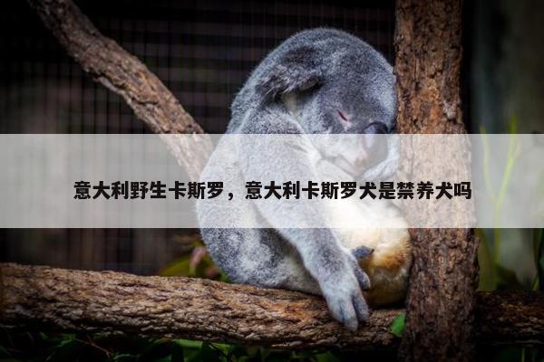 意大利野生卡斯罗，意大利卡斯罗犬是禁养犬吗