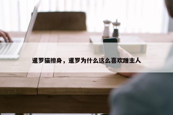 暹罗猫擦身，暹罗为什么这么喜欢蹭主人